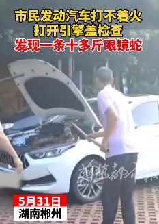 男子打开汽车引擎盖发现一条10多斤眼镜王蛇