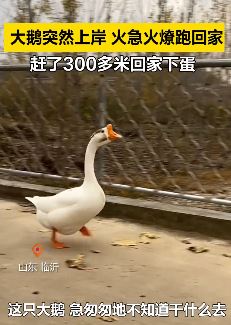 河里游泳的大鹅着急跑回家下蛋 主人：从不在外边乱下