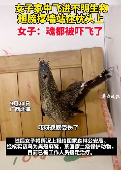 广西北海一女子家中飞进不明生物