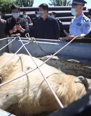 西安一头羚牛擅闯村庄吓坏村民 被麻醉后送救助站