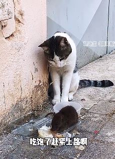 搞笑配音：捕鼠神操作，一个比一个优秀！