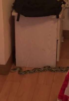 太吓人！男子凌晨上侧所发现床头有条2米长蛇！