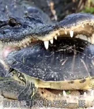 龟壳为何那么硬？你知道原因吗？这个视频为你揭开真相！