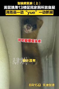黄鼠狼闯入居民家放臭屁 消防员边干呕边抓捕