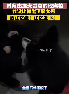 男子电梯遇狗坐地上 狗主人：没让你坐