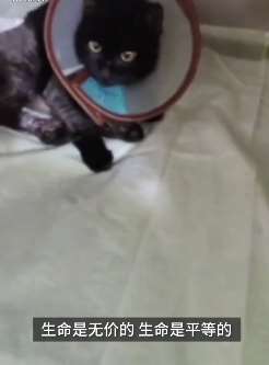 生命无价！流浪猫被撞骨折，志愿者筹款求助！