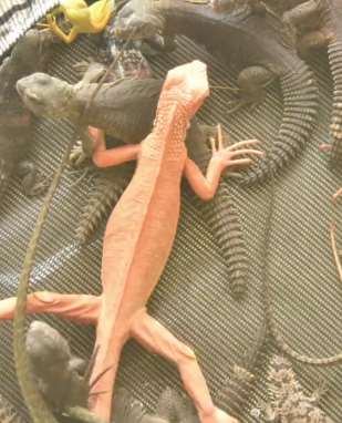 广东警方捣毁一非法售卖野生保护动物犯罪团伙