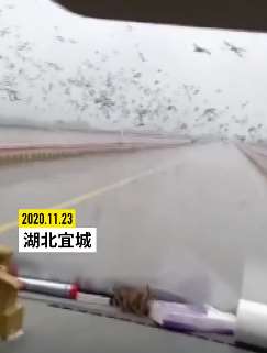 湖北宜城成群乌鸦飞过汉江大桥，专家：说明生态环境改善