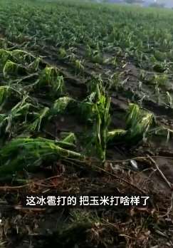 吉林榆树突降鸡蛋大小冰雹 地里玉米苗遭殃