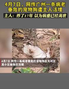 广州一条病老垂危宠物狗遭主人活埋