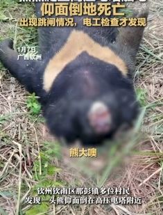 黑熊爬上高压电塔触电死亡 电工检查跳闸情况时发现其尸体