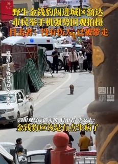 四川白玉一只野生金钱豹上街溜达引围观
