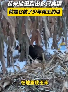 齐齐哈尔一网友在苞米地发现多只狗獾