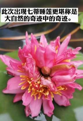 世界罕见！广州惊现七蒂睡莲，堪称大自然的奇迹！