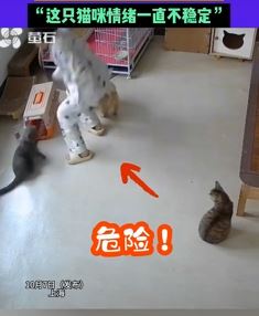 上海一女子被宠物猫追着咬 身上多处受伤