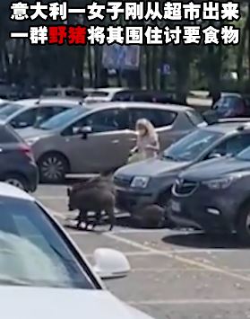 意大利一女子被野猪"打劫"