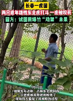 长春一虎园东北虎被同伴咬死 工作人员试图用爆竹分开未成功