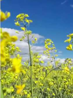 云南香格里拉千亩油菜花盛开 不少游客驻足拍照