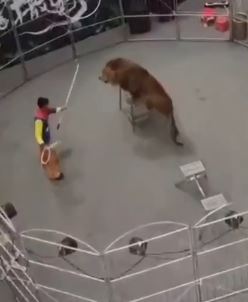 龙港市一商场内进行狮子杂耍表演  官方：其未经审批 已责令拆除