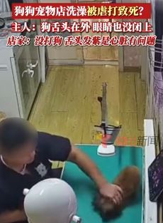 小狗宠物店洗澡被虐打致死 店家否认打狗