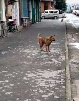 搞笑：跟着节奏一起来，狗狗也疯狂！