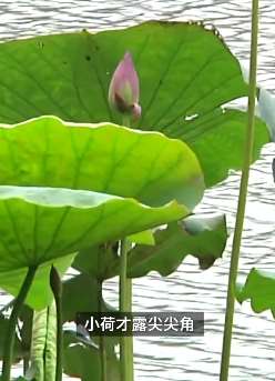 杭州西湖深秋又现荷花开成网红打卡点