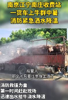 男子拉一车牛高速上中暑 求助消防给牛洒水降温