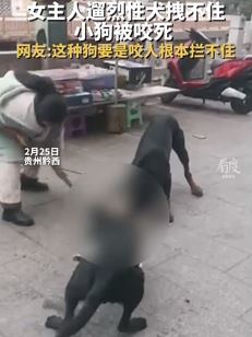 女子户外遛烈性犬咬死小狗 用棍打都分不开