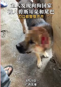 广西北海一男子家狗狗被人前剪断耳朵和尾巴
