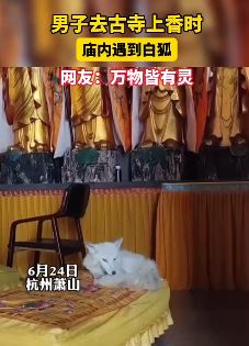 男子古寺上香偶遇白狐