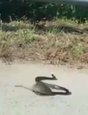 母鼠为营救自己的孩子 拼命与大蛇周旋