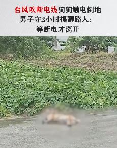 台风吹断电线致小狗触电倒地 男子守2小时提醒路人