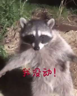 浣熊夜晚散步被发现后吓出表情包！