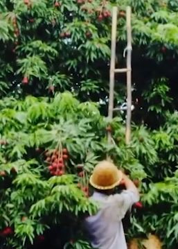 福建莆田有棵被称为“状元红”的荔枝古树 年产2000多斤荔枝