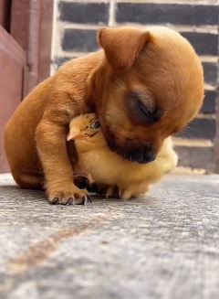 治愈系短视频：小鸡看小狗狗困了给它当当枕头！