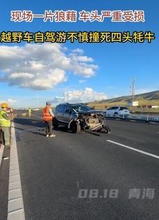 越野车自驾旅游不慎撞死四头牦牛 车头严重变形