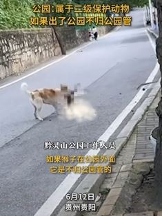 黔灵山公园一猴子被狗撕咬 园方：出了公园就不归公园管了