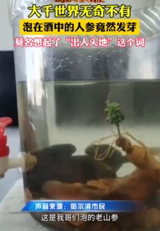 太神奇！哈尔滨一大爷人参泡酒15年后竟"复活"！