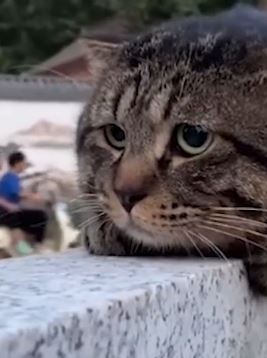 小奶猫因长相委屈走红