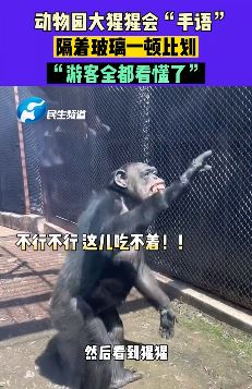 动物园大猩猩用手语与游客交流 示意游客去另一边给吃的