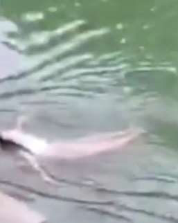 湖南一嫂女子疑轻生跳河，紧急关头路过镇干部挺身相救