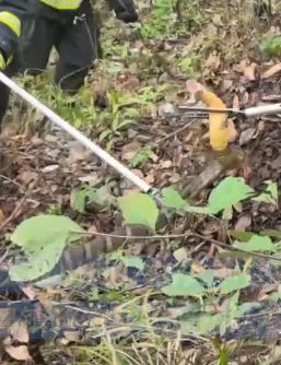 眼镜王蛇在村庄周围筑窝安家 消防员对其搬家挪窝