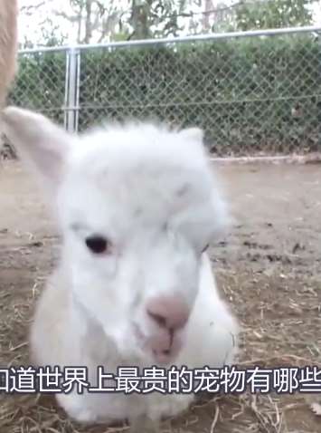 世界上最贵的宠物你知道多少钱吗？说出来能吓你一跳！