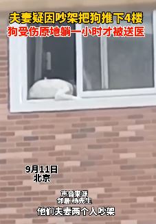 北京一夫妻吵架将狗从4楼推下