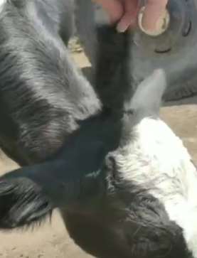 黑龙江一村民家母牛生下长3只耳朵小牛 许多村民过来看热闹