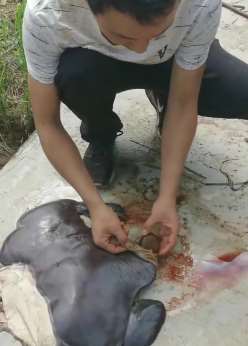 发财了！四川一养牛户杀牛后取出一枚150g天然牛黄！