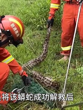 3米长60斤重大蟒蛇被渔网缠绕 消防员解救后放生