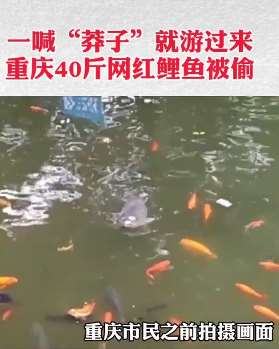 重庆网红鲤鱼被盗  四人下雨天作案