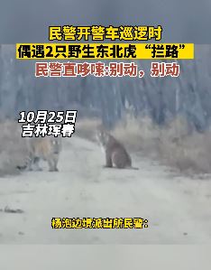民警开车巡逻偶遇2只东北虎"拦路"