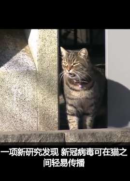 日本研究人员称新冠病毒猫之间也会传染 尚未发现猫传人